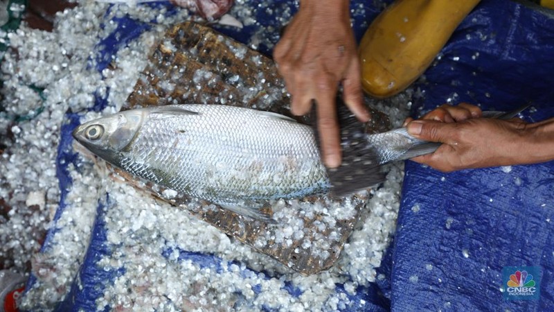 Pedagang ikan Bandeng musiman mulai berjualan di sepanjang Jalan Rawa Belong, Palmerah, Jakarta Barat, Selasa (6/2/2024). Pedagang ikan tersebut biasa berjualan saat menjelang Hari Raya Imlek. (CNBC Indonesia/Tri Susilo)