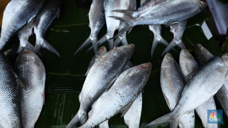 Pedagang ikan Bandeng musiman mulai berjualan di sepanjang Jalan Rawa Belong, Palmerah, Jakarta Barat, Selasa (6/2/2024). Pedagang ikan tersebut biasa berjualan saat menjelang Hari Raya Imlek. Pedagang ikan Bandeng musiman mulai berjualan di sepanjang Jalan Rawa Belong, Palmerah, Jakarta Barat, Selasa (6/2/2024). Pedagang ikan tersebut biasa berjualan saat menjelang Hari Raya Imlek. (CNBC Indonesia/Tri Susilo)