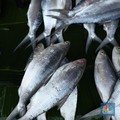 Ikan RI Sulit Masuk Uni Eropa, KKP Gencar Lakukan Ini