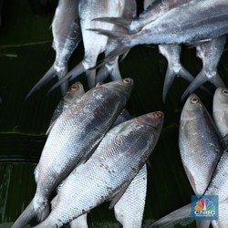 Ikan RI Sulit Masuk Uni Eropa, KKP Gencar Lakukan Ini