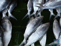 Ikan RI Sulit Masuk Uni Eropa, KKP Gencar Lakukan Ini