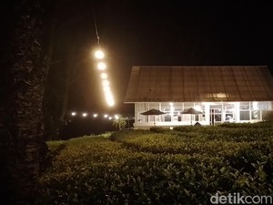 Hangat Secangkir Kopi Arabika Penahan Dingin di Gambung
