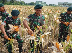 Begini Peran TNI Dukung Ketahanan Pangan yang Diapresiasi Ketua Komisi IV DPR