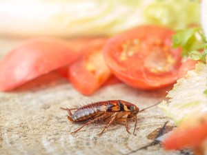 9 Cara Alami Usir Kecoa dari Rumah, Cuma Modal Bahan Dapur!