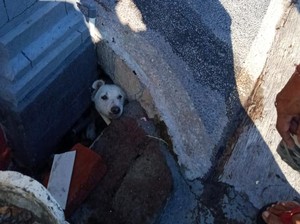 Dramatis, Damkar Karangasem Selamatkan Anjing Terjebak di Gorong-gorong