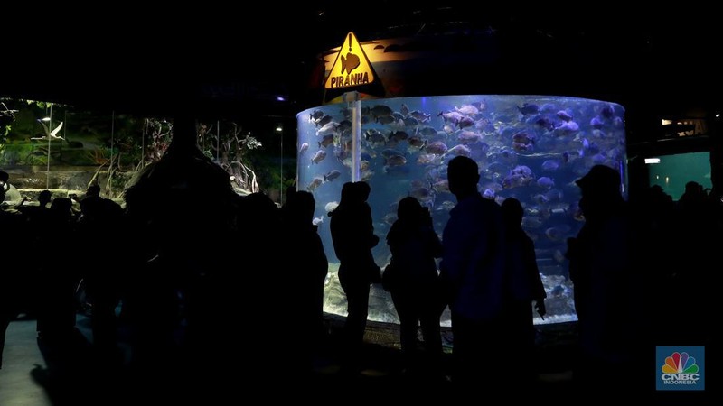 Wisatawan mengamati ikan di Sea World Ancol, Jakarta, Jakarta, Kamis (8/2/2024). Libur panjang dimanfaatkan warga Jakarta dan sekitarnya untuk mengunjungi tempat-tempat rekreasi di Ibu Kota. (CNBC Indonesia/Muhammad Sabki)