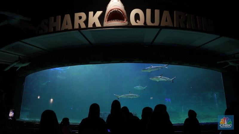 Wisatawan mengamati ikan di Sea World Ancol, Jakarta, Jakarta, Kamis (8/2/2024). Libur panjang dimanfaatkan warga Jakarta dan sekitarnya untuk mengunjungi tempat-tempat rekreasi di Ibu Kota. (CNBC Indonesia/Muhammad Sabki)