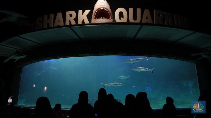 Wisatawan mengamati ikan di Sea World Ancol, Jakarta, Jakarta, Kamis (8/2/2024). Libur panjang dimanfaatkan warga Jakarta dan sekitarnya untuk mengunjungi tempat-tempat rekreasi di Ibu Kota. (CNBC Indonesia/Muhammad Sabki)