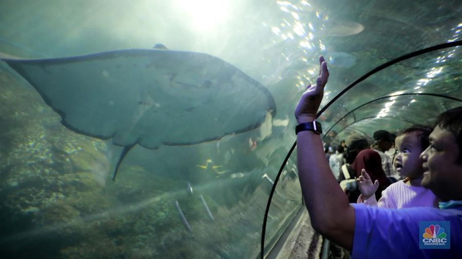 Wisatawan mengamati ikan di Sea World Ancol, Jakarta, Jakarta, Kamis (8/2/2024). Libur panjang dimanfaatkan warga Jakarta dan sekitarnya untuk mengunjungi tempat-tempat rekreasi di Ibu Kota. (CNBC Indonesia/Muhammad Sabki)