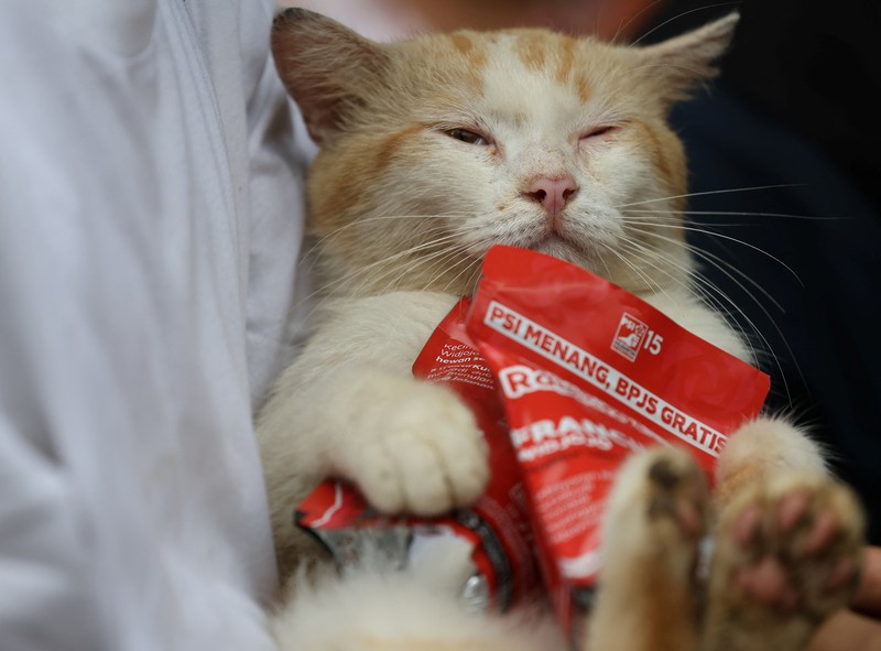 Calon legislatif Francine Widjojo kampenyekan kesadaran terhadap hewan. (REUTERS/Ajeng Dinar Ulfiana)