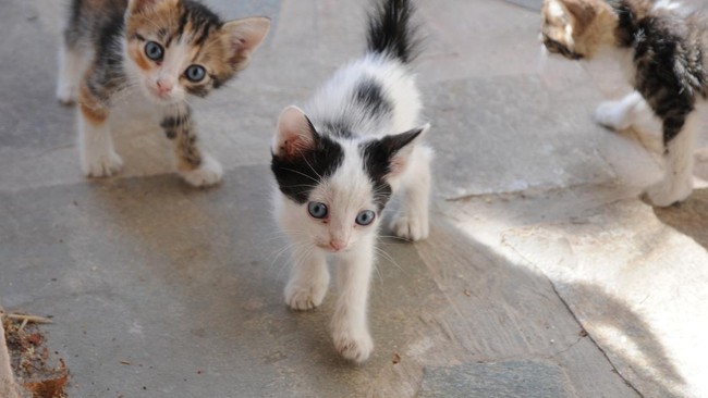 Pemprov DKI Bikin Program 'Traktir Kucing', di Sini Lokasinya