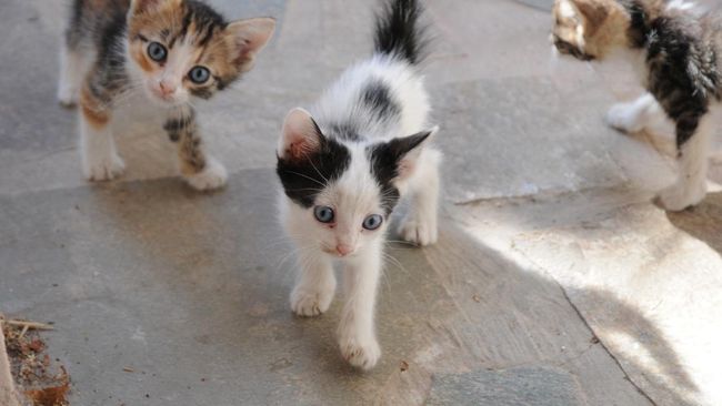 Kaki Dijilat Kucing Saat Shalat, Batalkah?