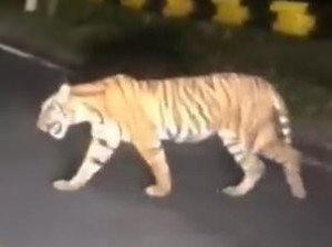 Penampakan Harimau Sumatera Hebohkan Pengguna Jalan di Lampung