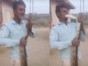 Kecup Mesra Ular Piton ke Pemuda yang Malang