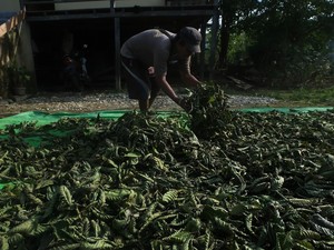 Rencana Pemerintah Keruk Untung dari Kratom