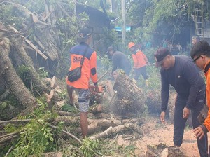 Turis Waspada, Ubud-Tampaksiring Rawan Longsor dan Pohon Tumbang