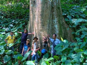 Pohon Besar Langka Ditemukan di Kawasan Hutan Pegunungan Sanggabuana