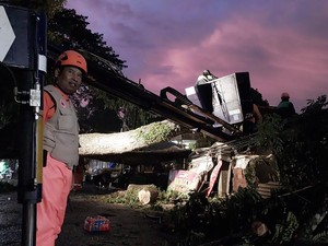 Pohon Tumbang di Kota Malang Timpa Warung Bakso, Pasutri Pemilik Terluka