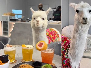 Di Kafe Ini Bisa Makan dan Ngopi Ditemani oleh Alpaca yang Menggemaskan
