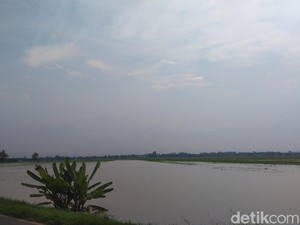 Ratusan Hektare Sawah  di Majalengka Terancam Gagal Panen gegara Banjir