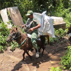 Naik Kuda, Potret Distribusi Surat Suara Pemilu dari Sungai ke Gunung