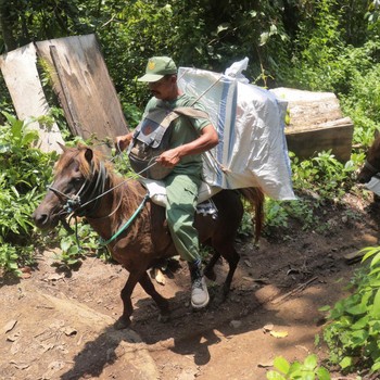 Naik Kuda, Potret Distribusi Surat Suara Pemilu dari Sungai ke Gunung