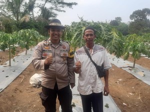Aksi Briptu Sali Berdayakan Warga Petir Serang Bertani Pepaya California