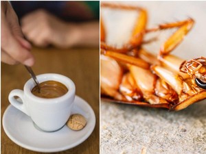 Kopi Bubuk Disebut Bisa Mengandung Kecoa, Mitos Atau Fakta?