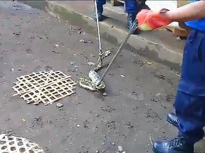 Ular Piton Sepanjang 3,5 Meter Pemangsa 3 Ayam Warga Ditangkap