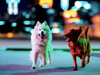 Aplikasi Terkenal Ditutup Padahal Baru 6 Bulan, Cuma Buang-Buang Duit