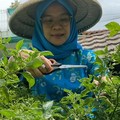 Program BRInita Sukses Jadikan Kelurahan Ini Percontohan Urban Farming