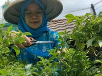 Program BRInita Sukses Jadikan Kelurahan Ini Percontohan Urban Farming