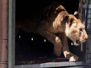 Dirawat 10 Tahun, Singa Terkam Penjaga hingga Tewas