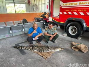 Fakta Buaya Berkeliaran di Perumahan Bantul, Lepas gegara Ada Orang Kepo