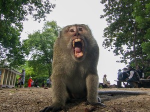 Viral Gerombolan Monyet Turun Gunung di Bandung, Pakar: Waspada Rabies