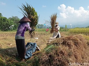 Curhat Petani Tasikmalaya, Sering Dituding Ingin Raup Untung Besar