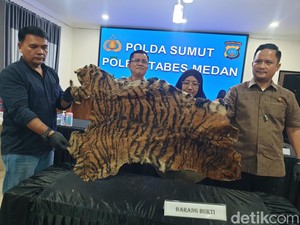 2 Pria Hendak Jual Kulit Harimau Rp 15 Juta Ditangkap di Deli Serdang