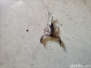 Awas! 7 Hewan Ini Suka Masuk Rumah Saat Musim Hujan