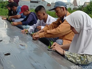 Mengintip Keseruan Siswa SLB Berkebun Cabai di Tasikmalaya