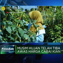 Video: 35 Tahun Hadapi Masalah Berulang, Petani Cabai Butuh Perbaikan