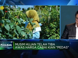 Video: 35 Tahun Hadapi Masalah Berulang, Petani Cabai Butuh Perbaikan