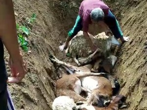 Rentetan Ternak Mati dengan Luka Misterius Hantui Warga Gunungkidul