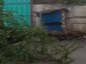 Hujan Disertai Angin Kencang Terjang Majalaya, 2 Pohon Tumbang