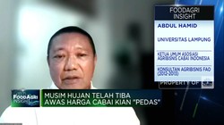 Video:Produksi Terganggu, Kenaikan Harga Cabai Sudah Diprediksi Petani