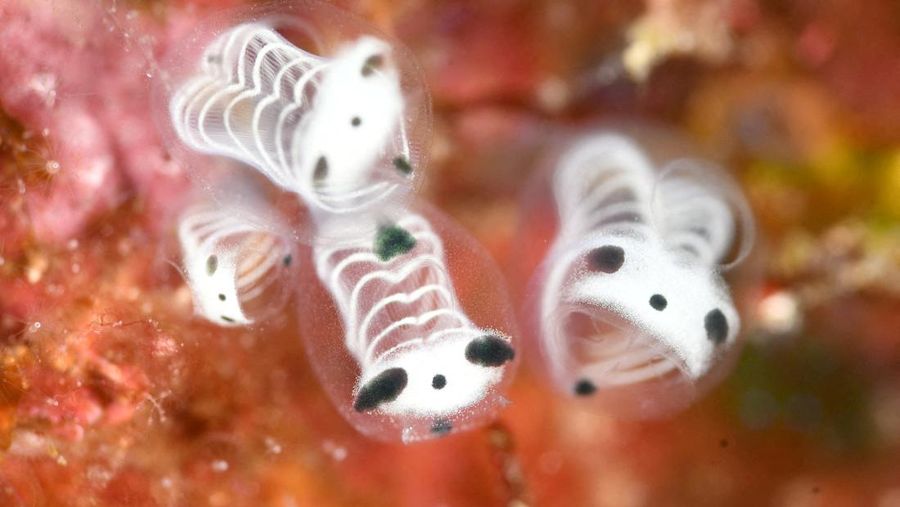 Skeleton panda sea squirts terlihat di bawah air di lepas pulau Kumejima, prefektur Okinawa, Jepang, dalam foto yang diambil 16 Februari 2023. (Diving Shop Plus Alpha/Handout via REUTERS)