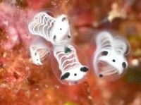 Ahli Kaget Temukan Ikan Tengkorak Mirip Panda di Laut Jepang