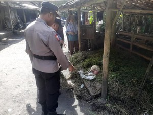 Kambing di Lereng Merapi Mati Tanpa Kepala, Diduga Dimangsa Hewan Liar