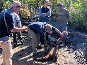 Orang Utan di Aceh Mati Terseret Banjir di TNGL Aceh