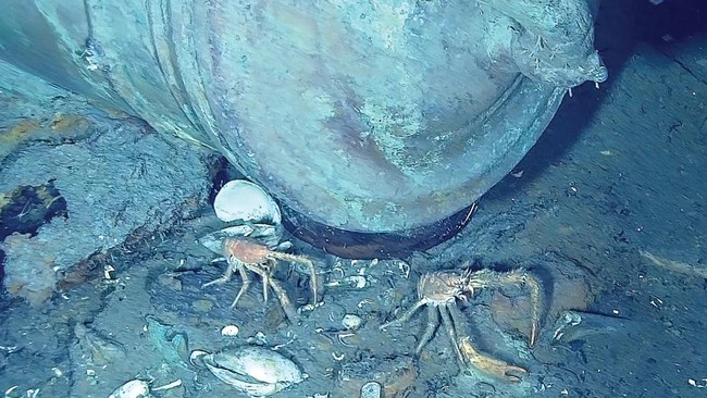 Geger Wanita Makan 'Kepiting Iblis', Langsung Kejang-Tewas Seketika