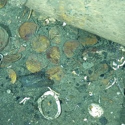 Harta Karun Senjata Berusia 600 Tahun Terkuak, Ini Lokasinya